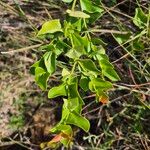 Carissa spinarum Leaf