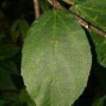 Ficus lateriflora Folha