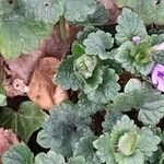 Glechoma hederacea ഇല