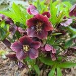 Helleborus orientalisFloare