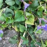 Viola grypoceras 葉