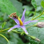 Solanum paludosum Λουλούδι