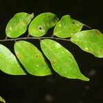 Machaerium seemannii Leaf