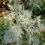 Artemisia arborescens葉