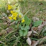 Primula veris花