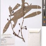 Mammea angustifolia Otro