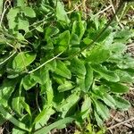 Bellis sylvestris Leaf