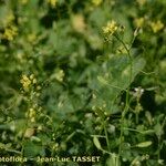 Draba nemorosa Altul/Alta