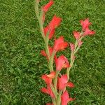 Gladiolus dalenii Blomst