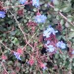 Ceratostigma willmottianumŽiedas