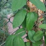 Gymnema sylvestre Лист