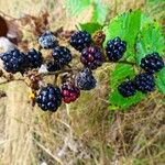 Rubus questieri Frukt