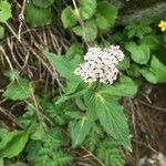 Valeriana montanaപുഷ്പം