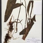 Philonotion spruceanum Kita