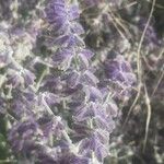 Salvia abrotanoides Kvet