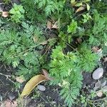 Artemisia annua Blatt