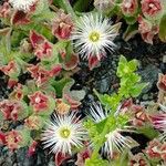 Mesembryanthemum crystallinum Fruct