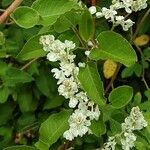 Fallopia baldschuanica Flower