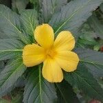 Turnera ulmifolia 花