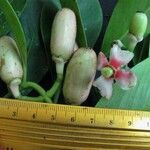 Clusia croatii Fruit