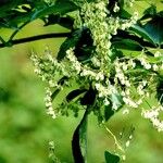 Fallopia dumetorum Flor