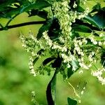 Fallopia dumetorum Flower