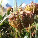 Culcitium serratifolium Flower