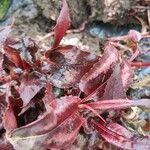 Polygonum microcephalum Leaf