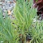 Dudleya edulis Hoja