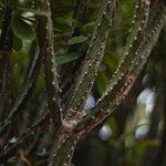 Euphorbia neriifolia Corteza