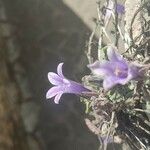 Campanula andrewsii Flower