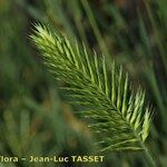 Agropyron cristatum Kukka