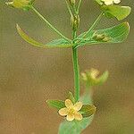 Hypericum mutilum Flor