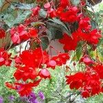 Begonia pendula Çiçek