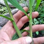 Paspalum repens Corteza