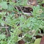 Lepidium didymum 葉