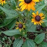 Rudbeckia fulgida عادت