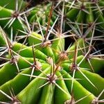 Echinopsis oxygona Drugo