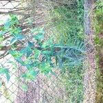 Euphorbia lathyris 整株植物