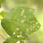 Dombeya ciliata Folla