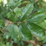 Anthonotha macrophylla Leaf