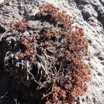 Sedum goldmanii Habitat