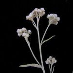 Pseudognaphalium adnatum Flower