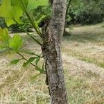 Quercus bicolor Bark