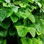 Dioscorea sansibarensis Leaf