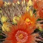 Ferocactus wislizeni Floare