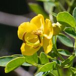 Senna pendula Flower