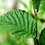 Ulmus glabra Folha