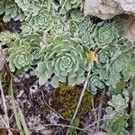 Saxifraga paniculataBlatt