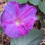 Ipomoea purpureaFloare